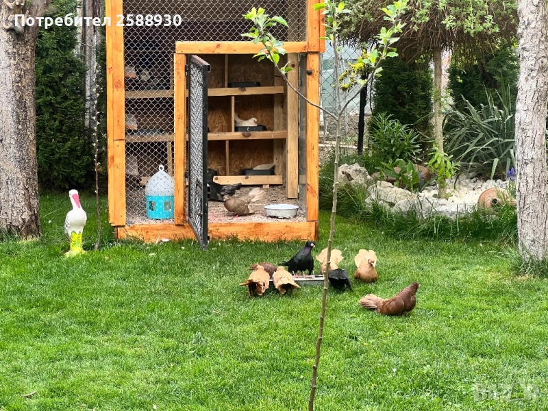 Продавам Плевенски гълъби и Воалера, снимка 1