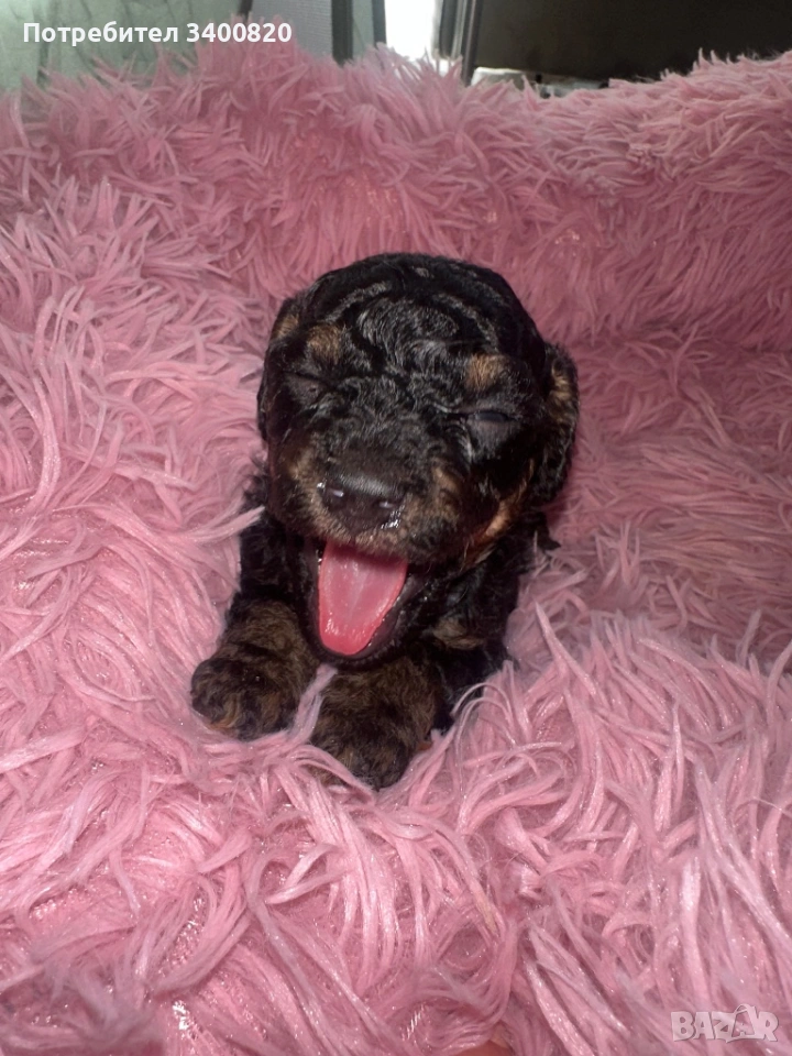 Той пуделчета, снимка 1