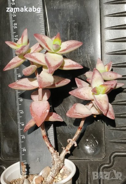 Красула (Crassula rupestris High Voltage), вкоренено сукулентно растение, 12 лв, снимка 1