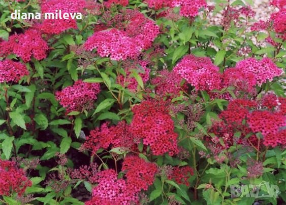 Спирея Дартс Ред, Spiraea japonica 'Darts Red', снимка 1