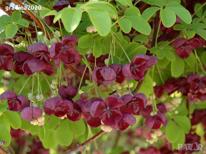     Акебия, Шоколадова лоза / Akebia quinata, снимка 1