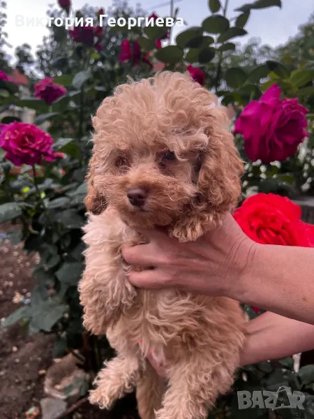 Тои Пуделчета ТОП ОФЕРТА, снимка 1