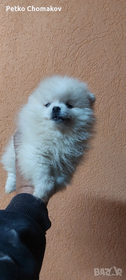 померан, снимка 1