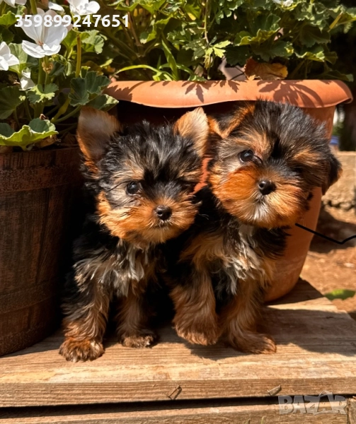 Мини йоркширски териери , снимка 1