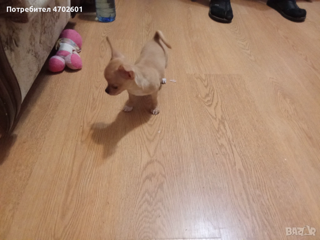 Продавам чухуахуа, снимка 1