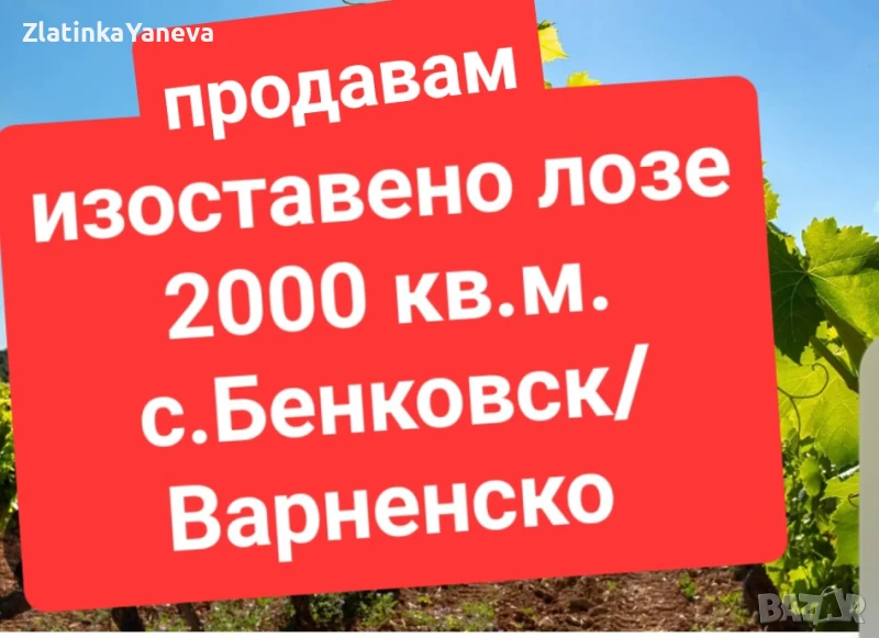 2 дка лозе в село Бенковски, общ.Аврен-продавам  , снимка 1