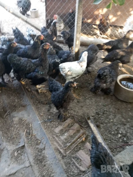 продавам пилета / ярки, снимка 1