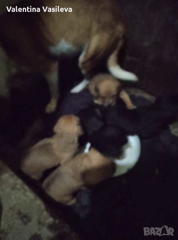 Малки кученца прибрани от улицата  с майката на два месеца хранят се самостоятелно обезпаразитени , снимка 1