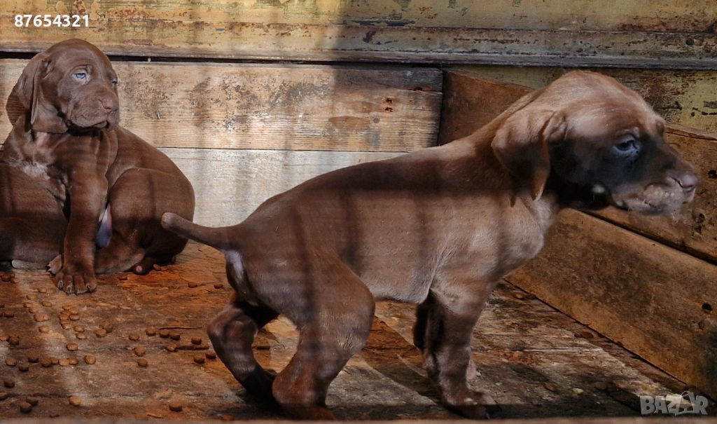 Мъжки Курцхаар, снимка 1