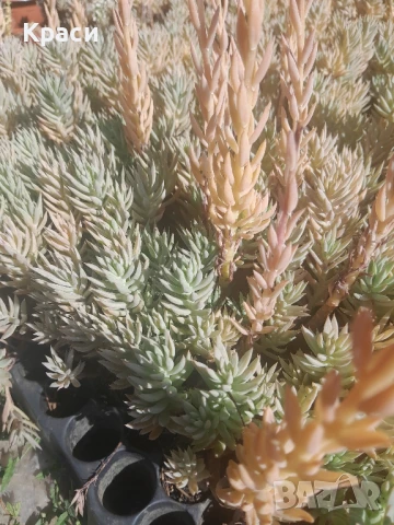 Расад  на седуми судоустойчиви различни видове., снимка 4 - Градински цветя и растения - 45583316