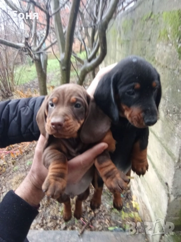 Дакели , снимка 2 - Дакели - 52281660