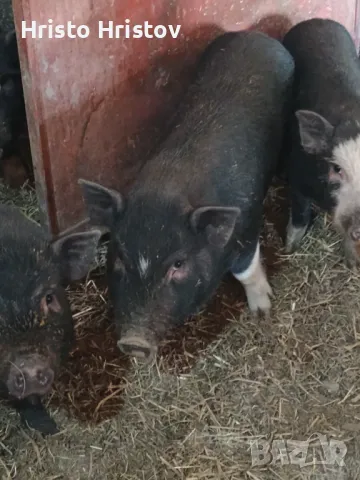 Виетнамски прасета , снимка 6 - Други животни - 48038500