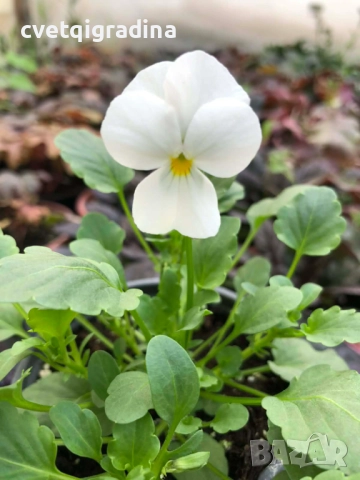 Мини теменужка бяла – Viola Mini White, снимка 2 - Градински цветя и растения - 52800429