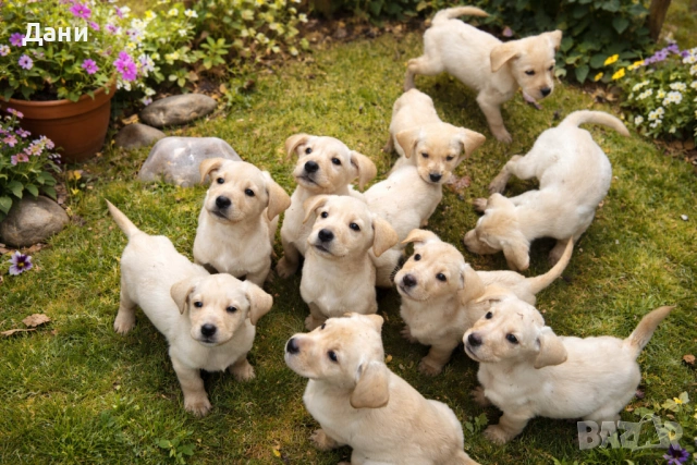 Продавам лабрадор 