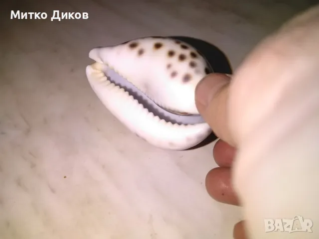 Aries Зодия овен ръчно правена морска раковина 77х53мм Н-45мм, снимка 4 - Декорация за дома - 48428137