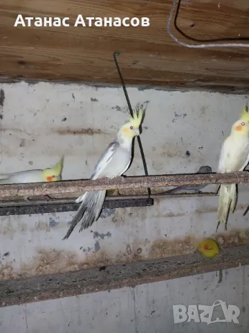 Корели, снимка 1