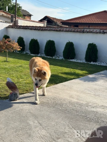 Акита ину , снимка 4 - Акита ину - 50579093