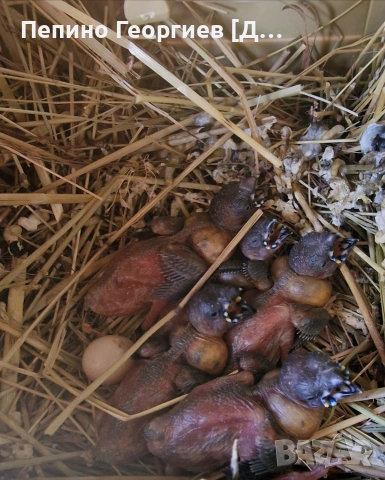 Гулдови Амадини, снимка 8 - Амадини - 53388526