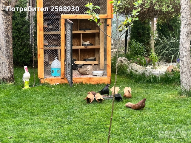 Продавам Плевенски гълъби и Воалера