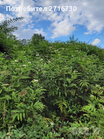 Сироп от бял и черен бъз , снимка 6 - Домашни продукти - 51290370