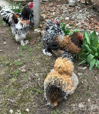 Разплодни яйца от порцеланови брами, снимка 4 - За птици - 49816987