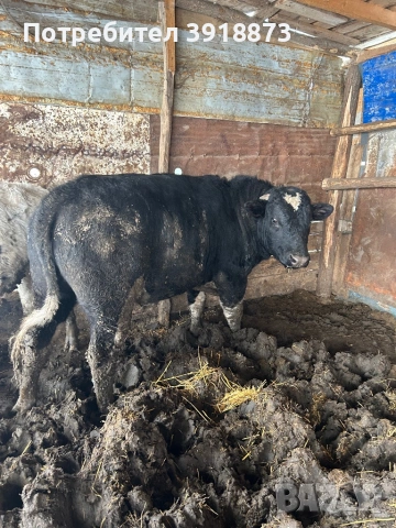 Продавам мъжко теле, снимка 3 - Крави - 53165902