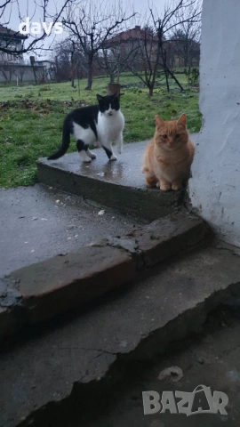 Дом за млади котета - остават сами на произвола на съдбата, снимка 6 - Други - 53050188