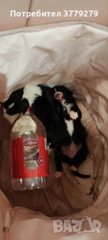  Бебета каракачански кучета , снимка 1