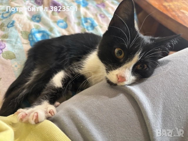 Подарявам мъжkо котенце на 4 месеца - Батман, снимка 8 - Други - 51780705