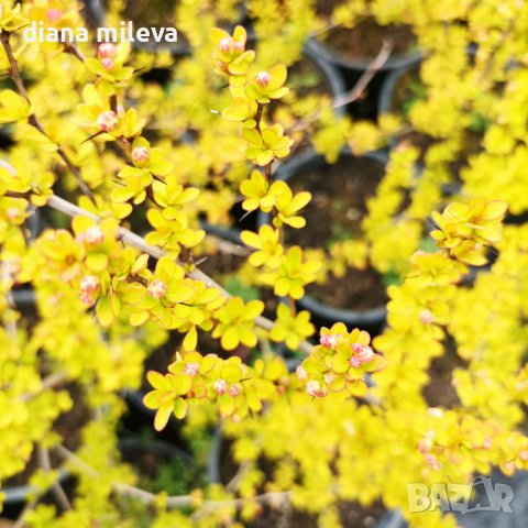 Берберис Мария, студоустойчив, снимка 4 - Градински цветя и растения - 40295844