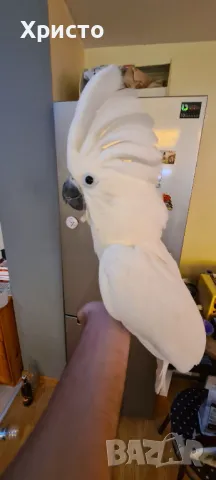 Бебета ръчно хранени Какаду Алба