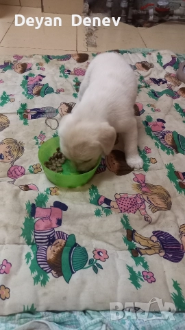 лабрадор реитривър , снимка 8 - Лабрадор ретривър - 52878460