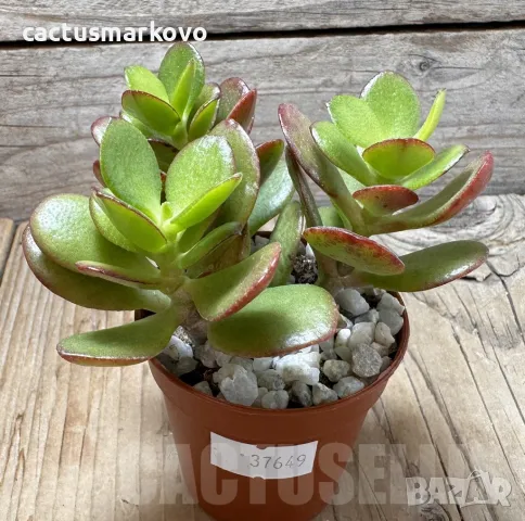 Crassula ovata v. minor, снимка 2 - Стайни растения - 48124887