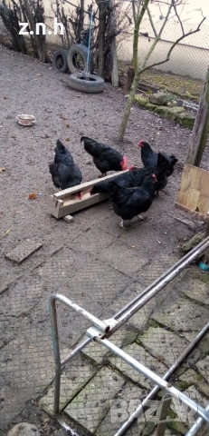 Кокошки и петел Австралорп, снимка 12 - Кокошки и пуйки - 53276015