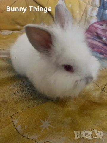 Продавам бебе зайче на два месеца порода холандско джудже, снимка 2 - Декоративни зайчета - 53350007