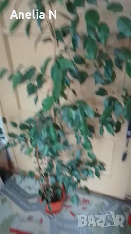 Бенджамин, снимка 4 - Стайни растения - 42634007