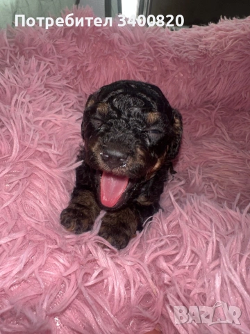 Той пуделчета