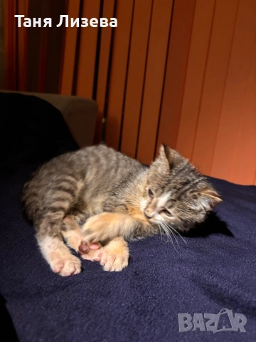 Подарявам котенце, снимка 2 - Други - 52462254