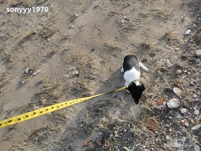 ДЖАК РЪСЕЛ ТЕРИЕР-ЖЕНСКО КОЛЕДНО КУТРЕ 1112251705, снимка 7 - Джак ръсел териер - 52738678