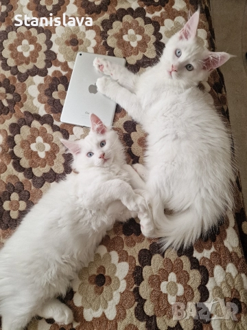 котенца Мейн Куун, снимка 2 - Мейн кун - 52773357