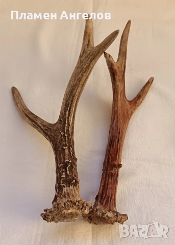 Трофей-рога от сръндак, снимка 4 - Декорация за дома - 52260402