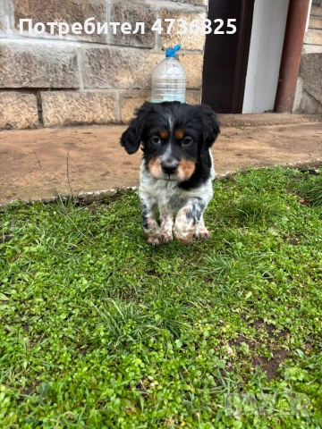 Английски сетер, женско , снимка 3 - Английски сетери - 53465570