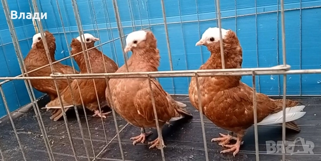 Индийски моки, снимка 2 - Гълъби - 52914435