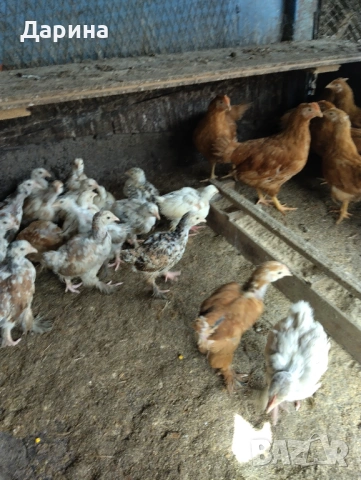 Пилета Ню Хемпшир и Кохин., снимка 8 - Кокошки и пуйки - 53394021