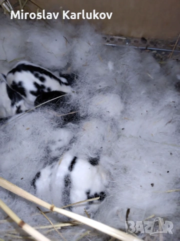 Заешко в буркани , снимка 6 - Други - 53075382