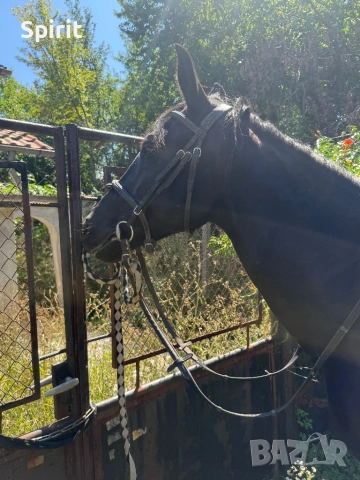 Ездитна кобила Марта, снимка 7 - Коне - 51464803