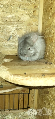 Продавам чинчила, снимка 2 - Чинчили - 52350530