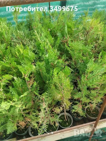 ТУЯ, снимка 2 - Градински цветя и растения - 49683222