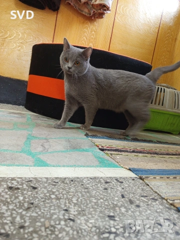 Британска Късокосместа, снимка 3 - Британска късокосместа - 53411047