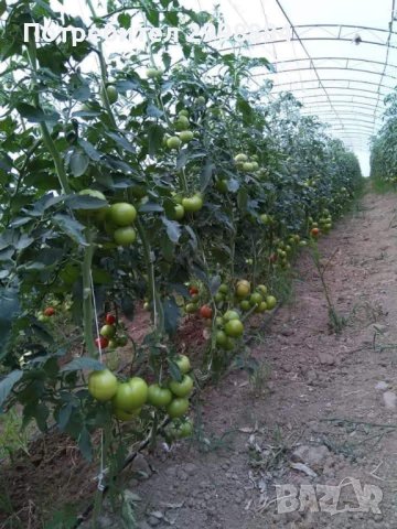 Разсад пипер,домати,краставици,патладжан,тиквички,маруля и д-р., снимка 14 - Разсади - 43900374